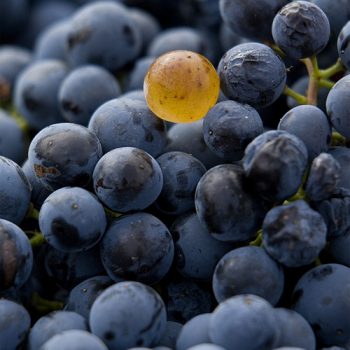 grapes grapes