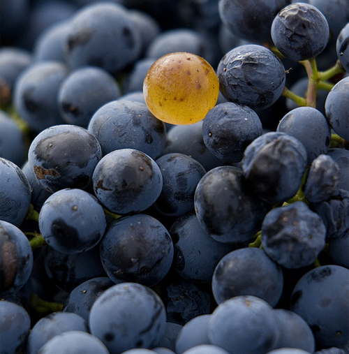 grapes.jpg